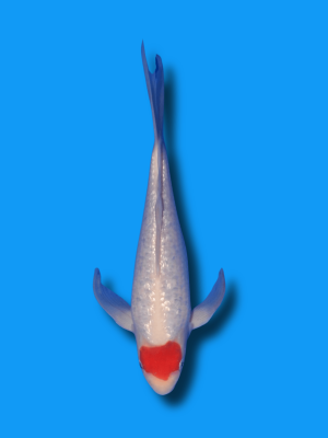 Butterfly Ginrin Tancho Kohaku | Koi&Co.